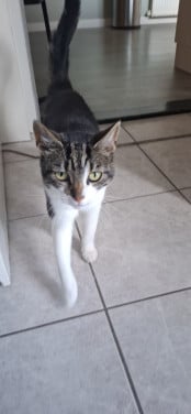 Muizenvanger aangeboden,  poes