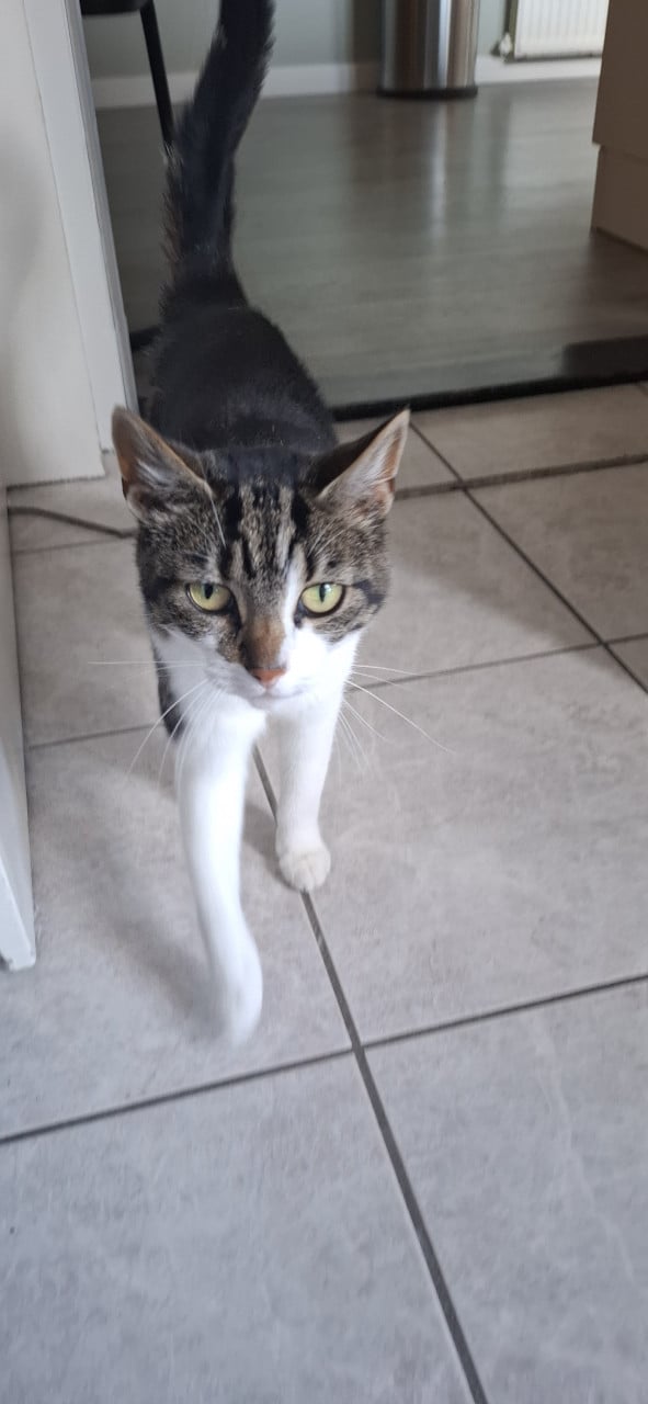 Muizenvanger aangeboden,  poes