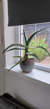Aloë Veraplant