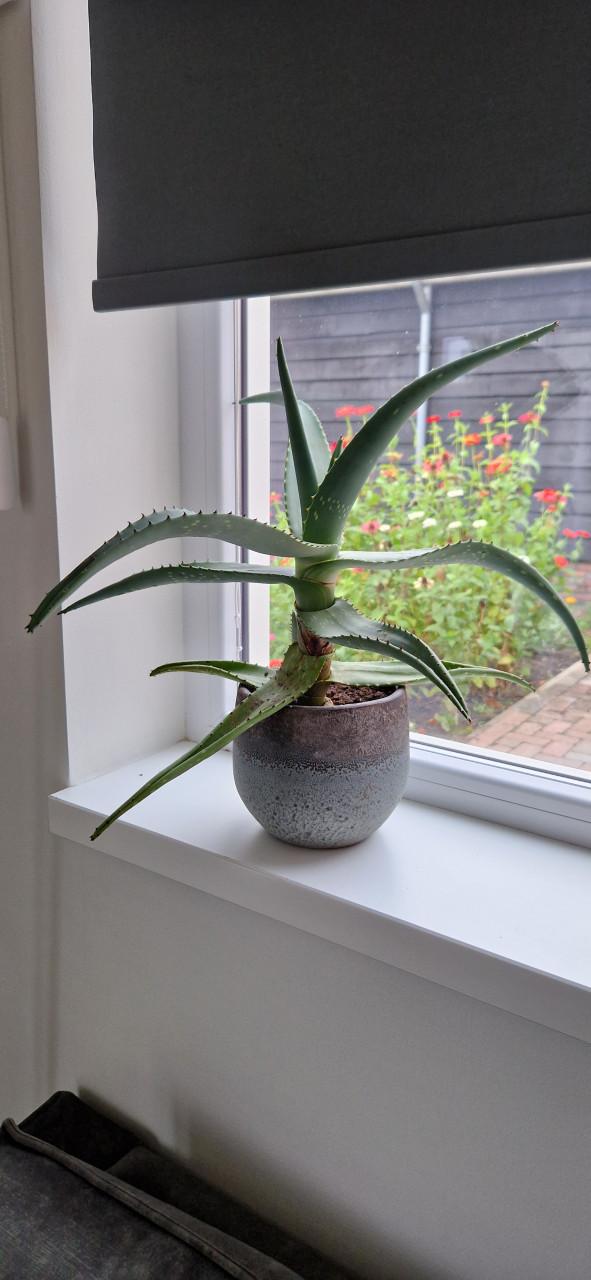 Aloë Veraplant