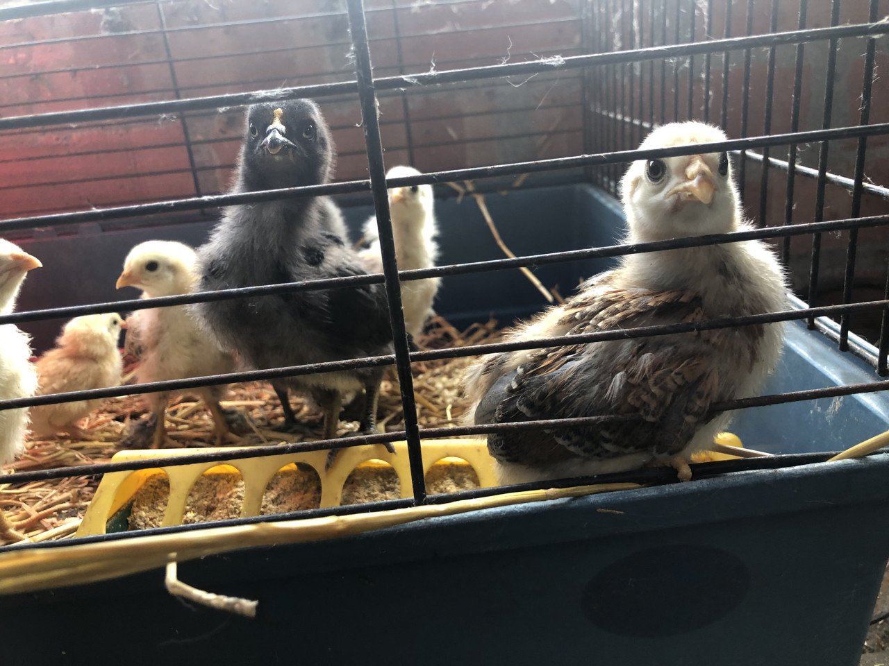 Knappe kuikens uit kleurleggers