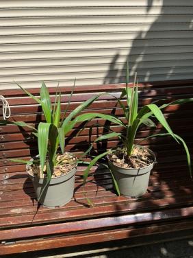 2 yucca's 60 cm. hoog