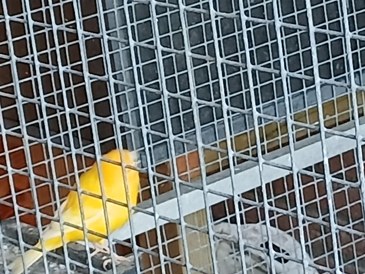 Mooie gele zangkanarie