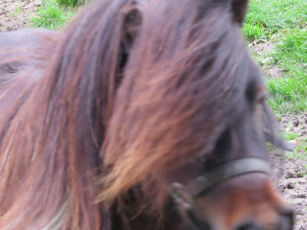 Shetlander
