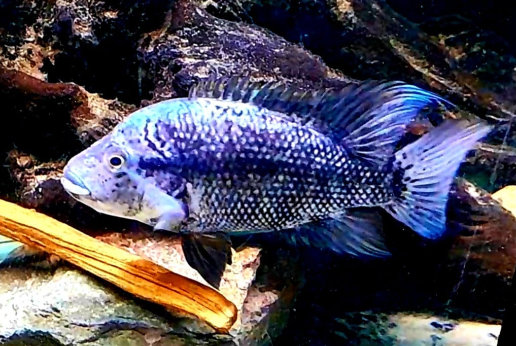 Hatiensis cichliden