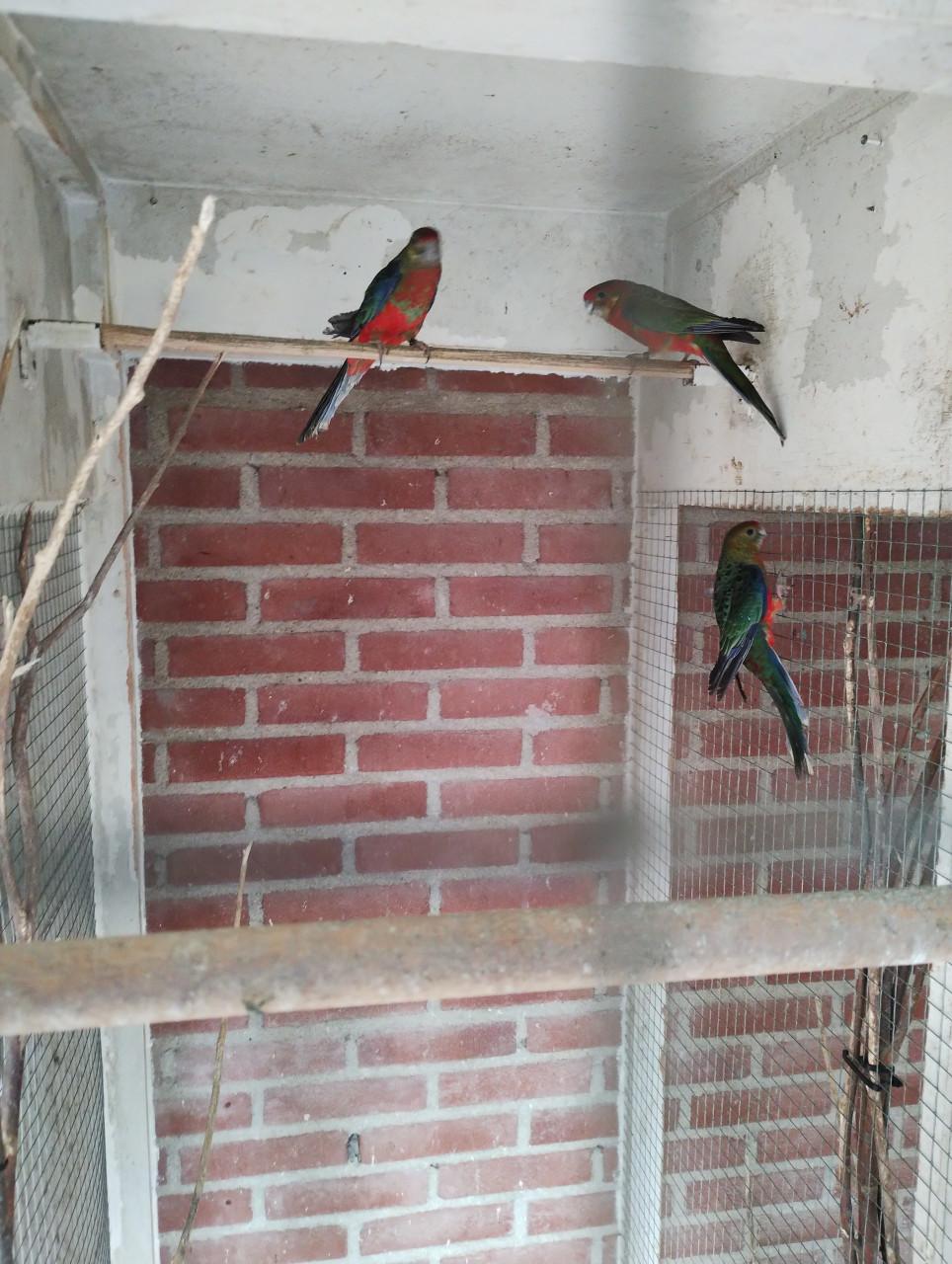 Te koop stanley parkiet poppen