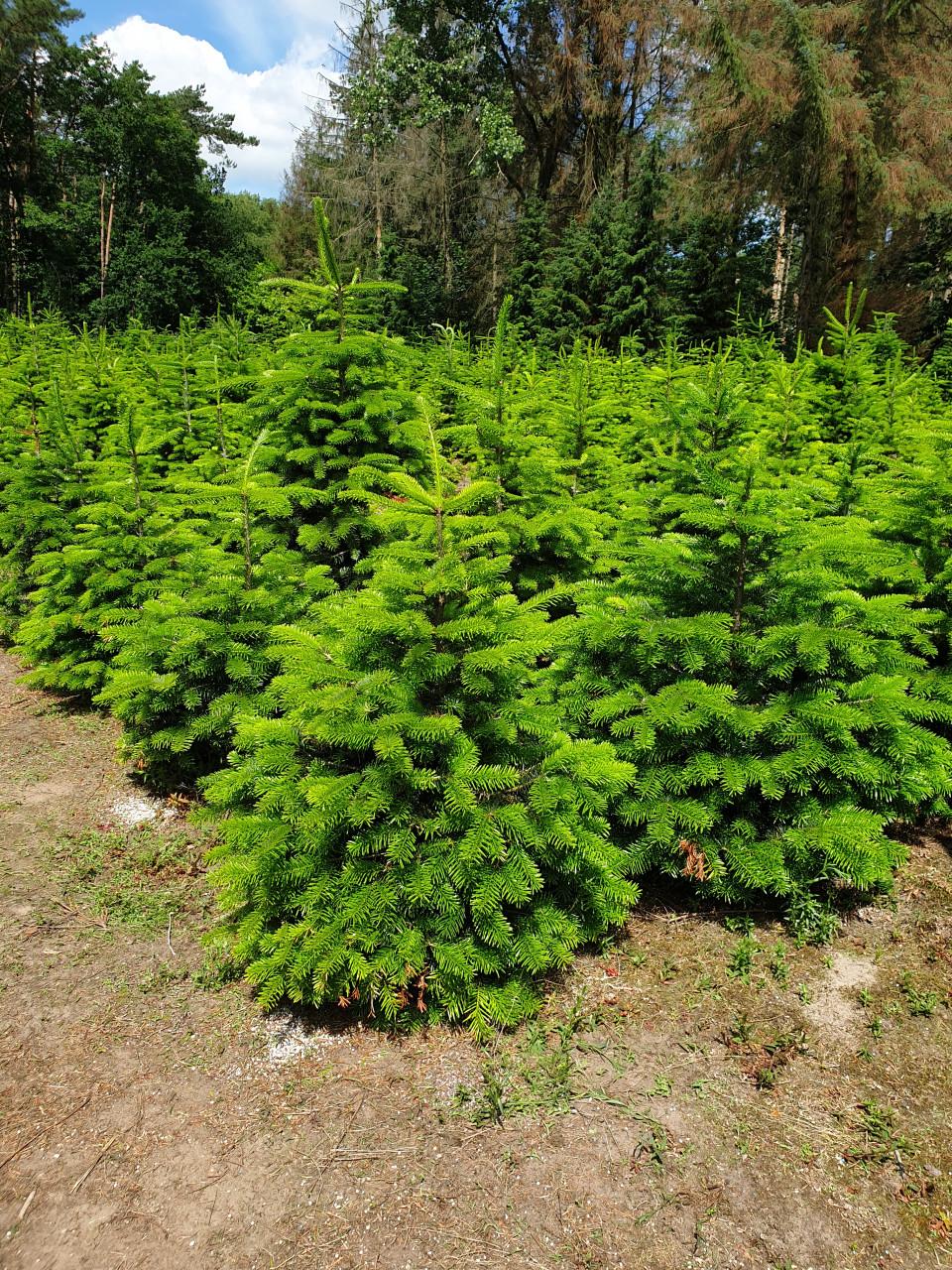 KERSTBOMEN VANAF ZATERDAG 29 NOVEMBER