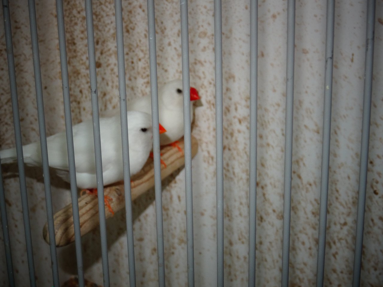 Te koop enkele grote witte zebravinken tkw jonge van dit jaar25