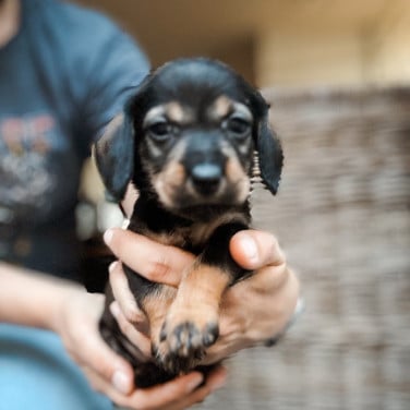 Laatste 2 Ruwharige Kaninchen Teckel Pups!
