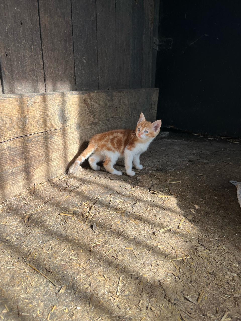 Lieve boerderijkatertjes