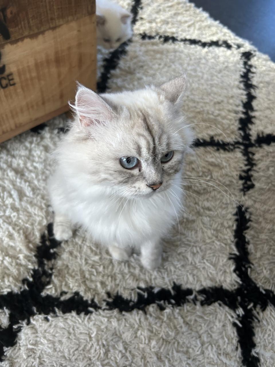 Schitterende Ragdoll poes met blauwe ogen
