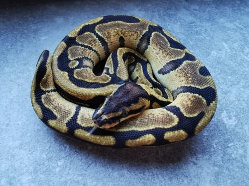 1.0 Enchi Koningspython