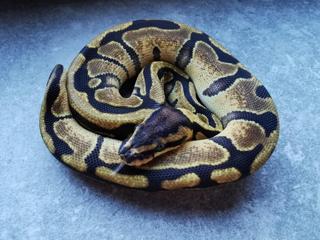 1.0 Enchi Koningspython