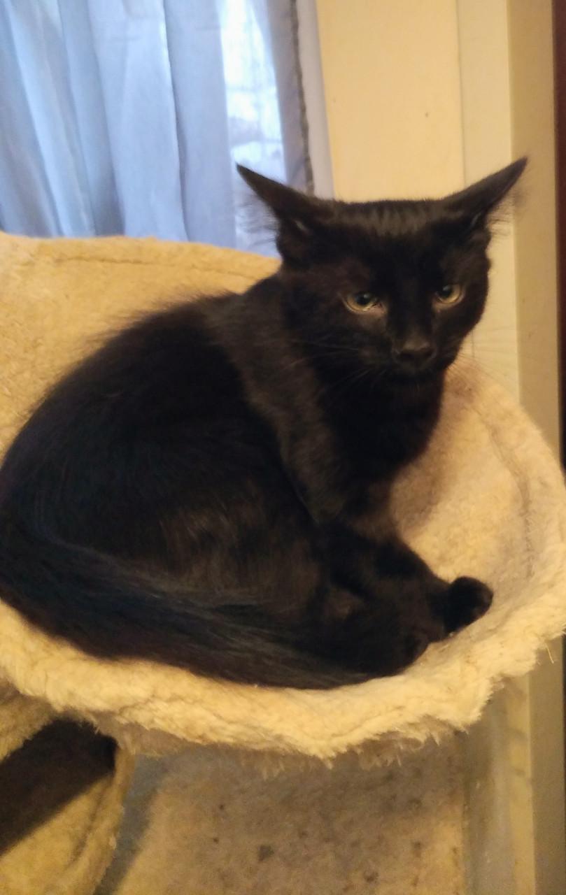 HEEL LIEF EN ZELDZAAM NEBELUNG KITTEN(BLAUWE RUS)