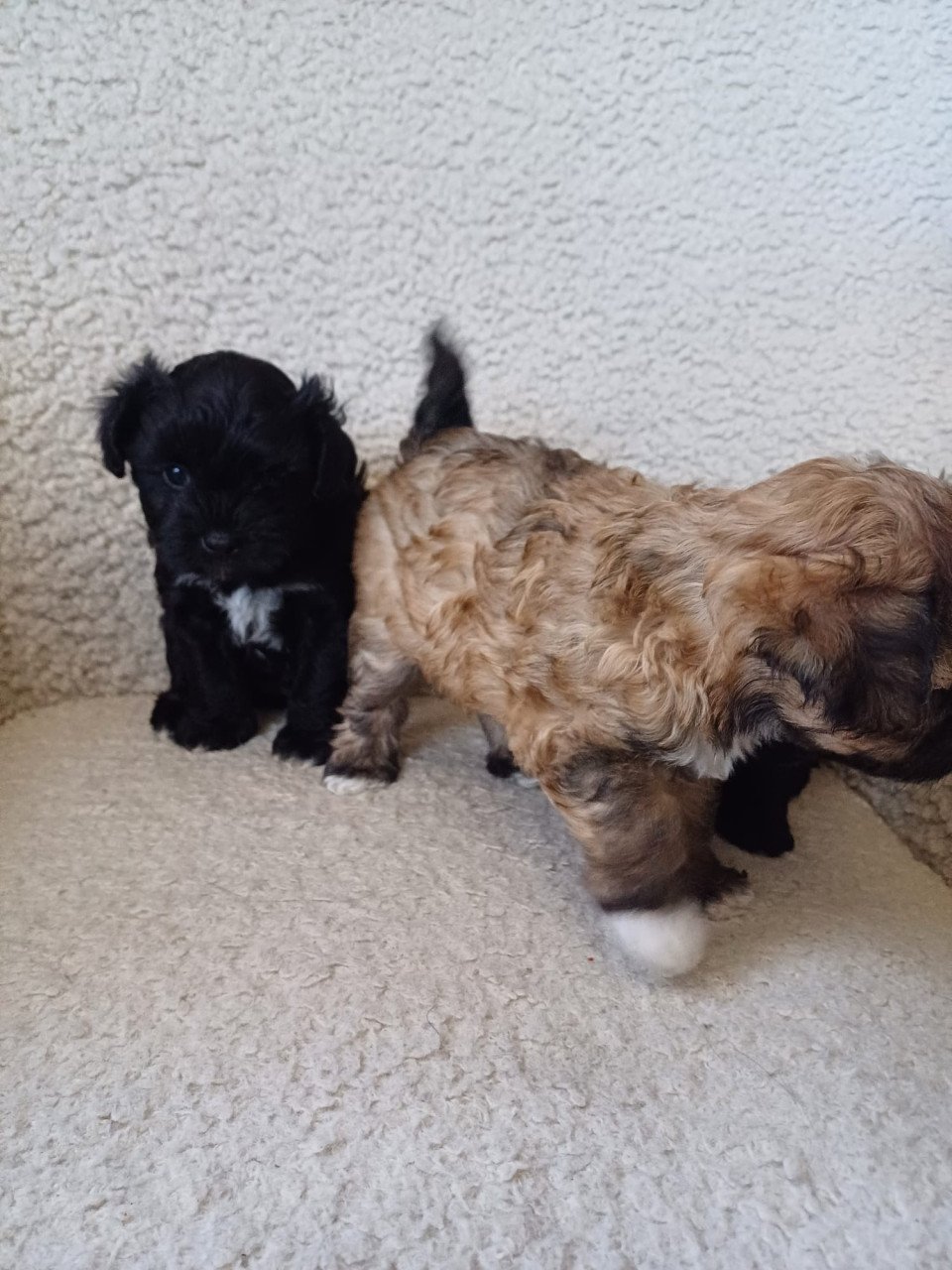 Puppies