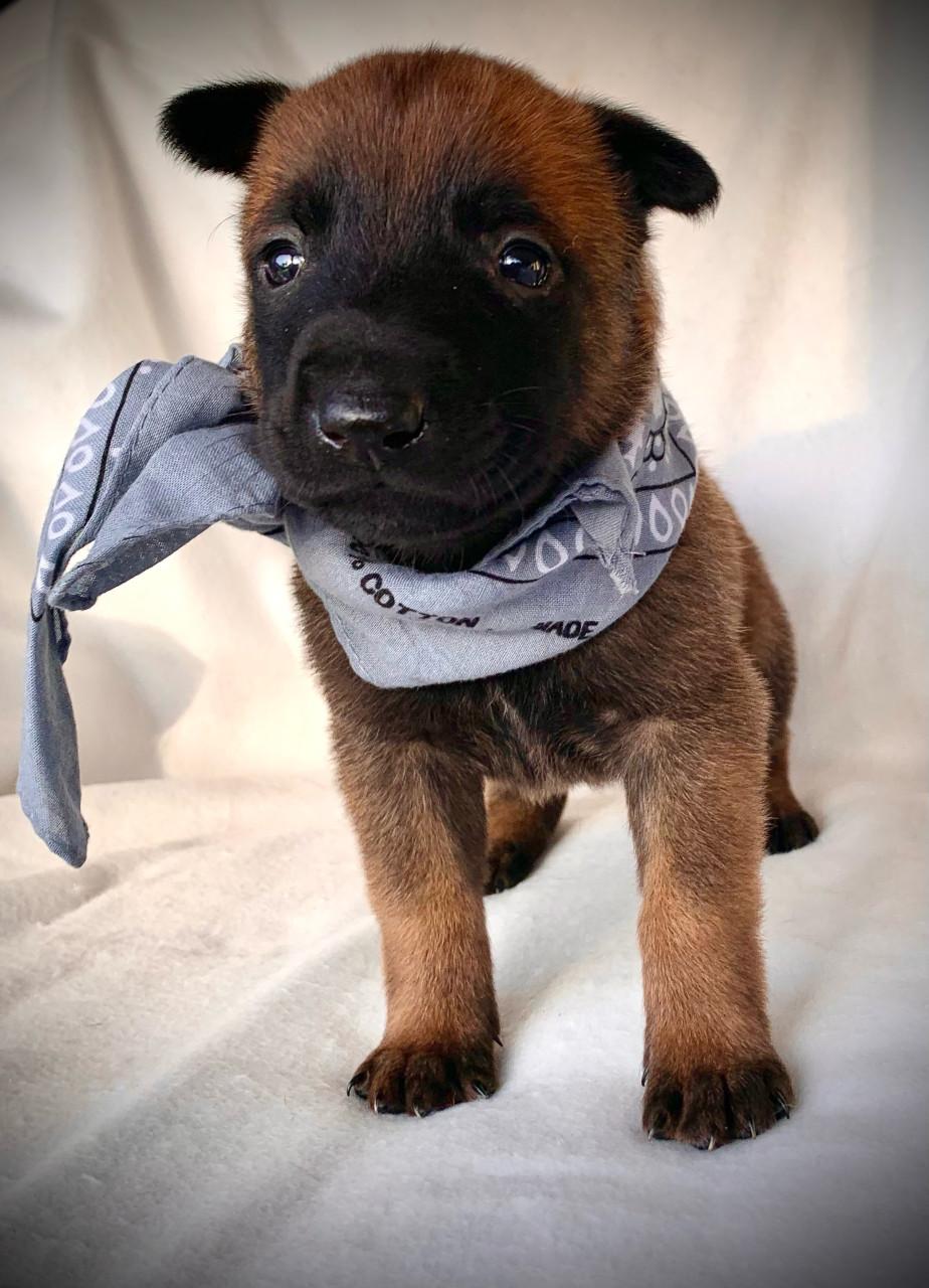 Mechelse herder pup teefjes