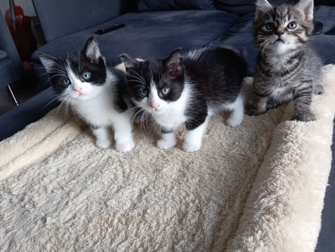 Kitten mannetje