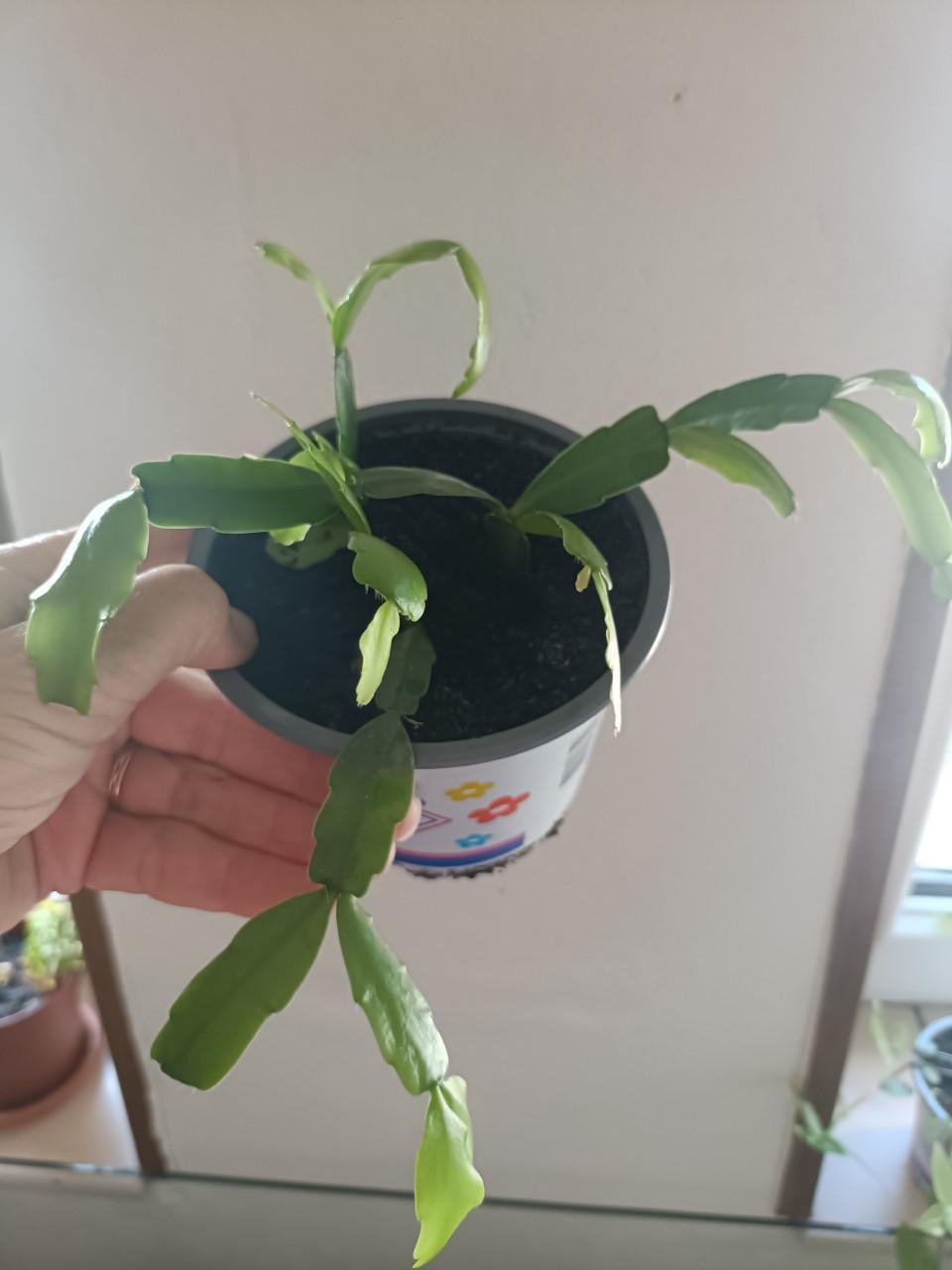 Jonge gezonde lidcactus plantjes