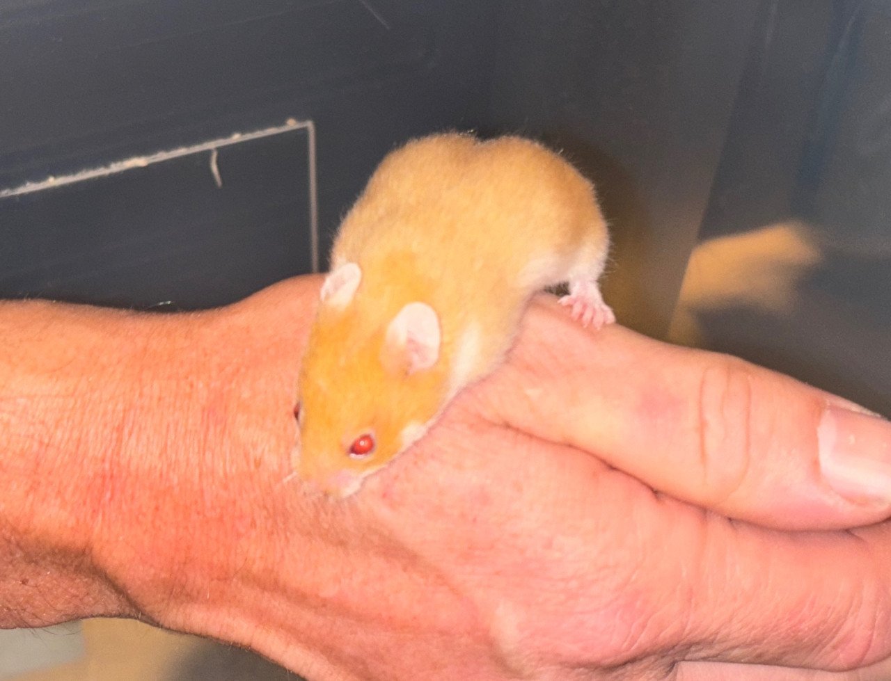 Syrische hamster/ goudhamster