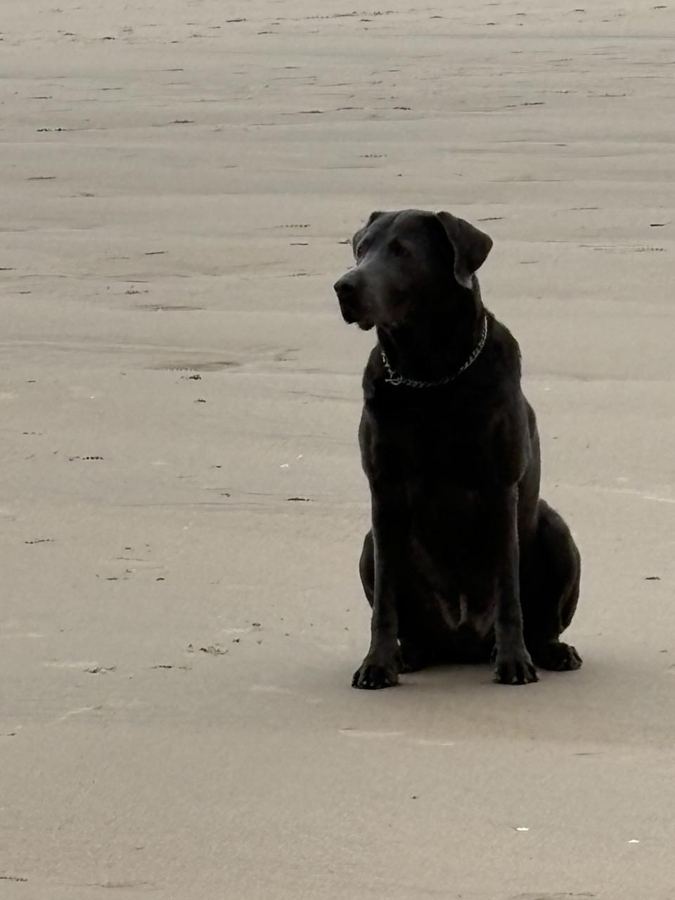 Labrador charcoal grijs