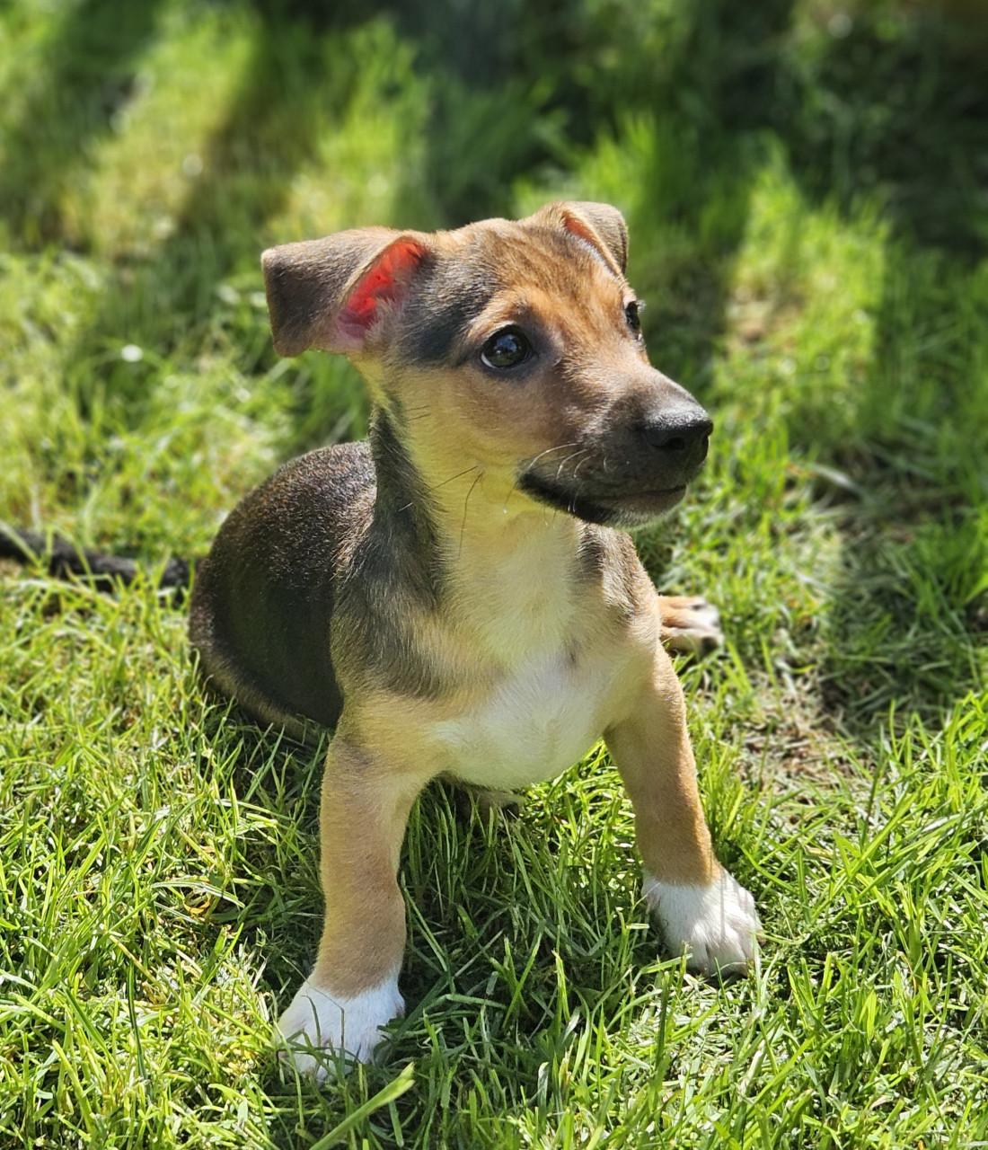 Jack Russell pups