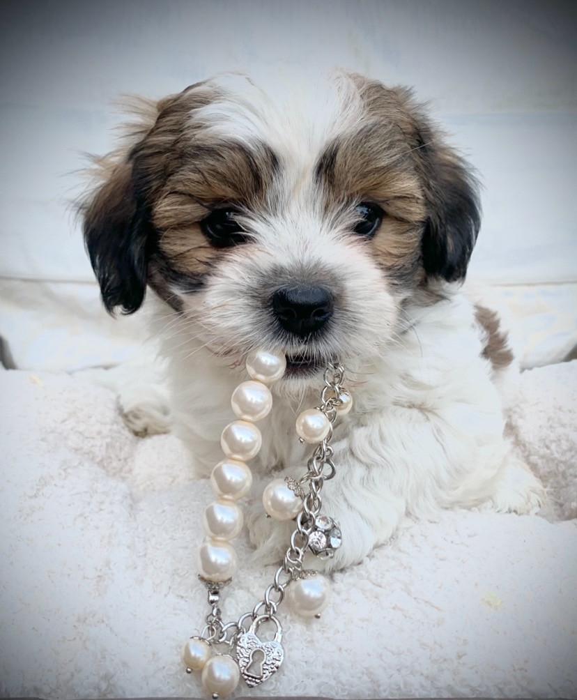 ShihTzu/ Maltezer pups