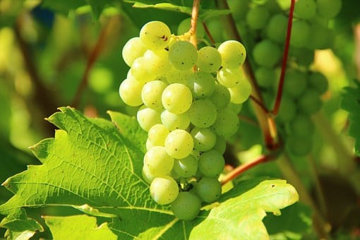 Verse biologische groente/fruit/kruiden/bloemen