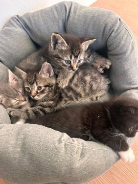 Kittens