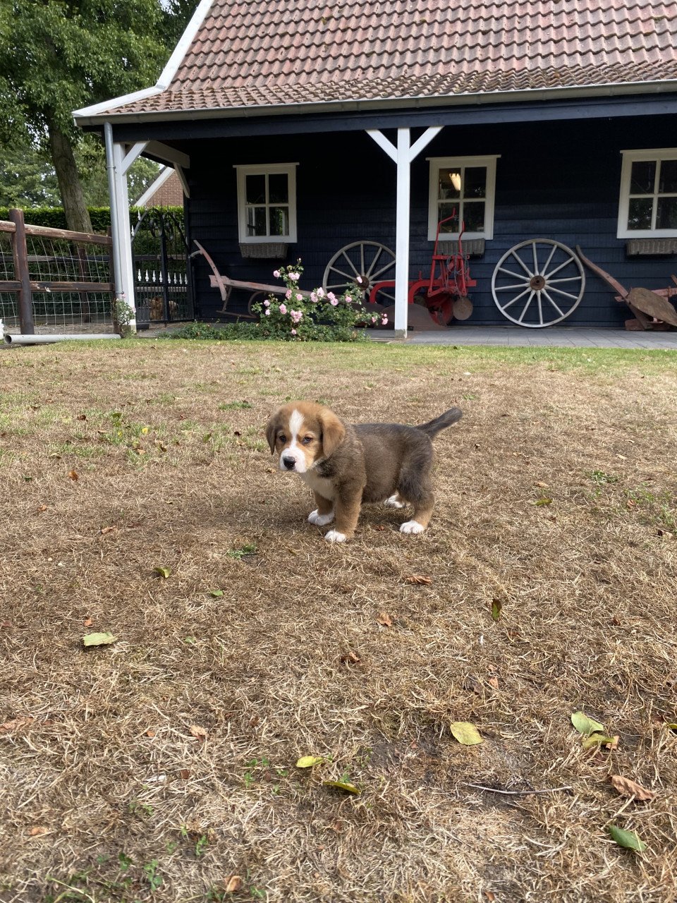 Golden retriever x bernersennen (Boulab) pup