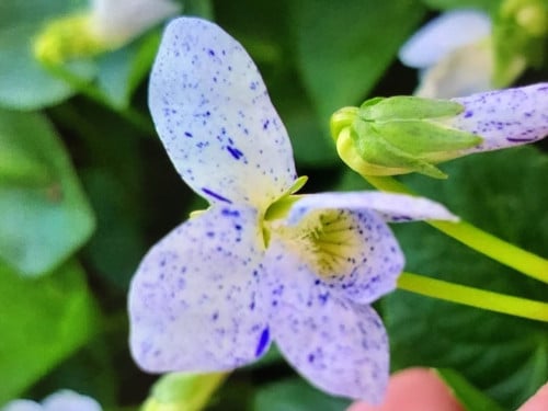 Witte viooltjes
