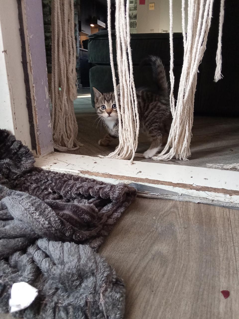 Kittens zoeken gouden mandje 👸