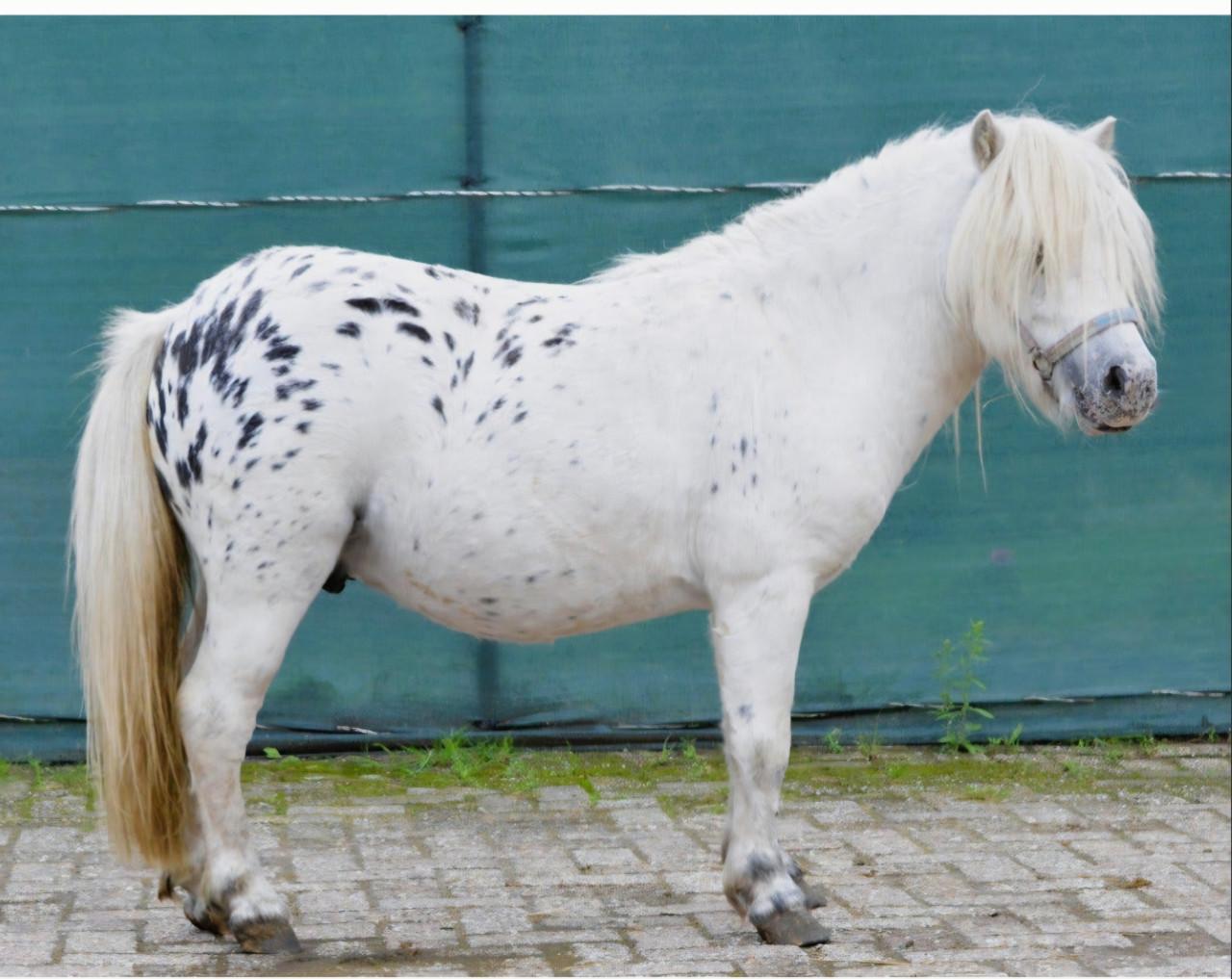 Prachtige mini Appaloosa hengst