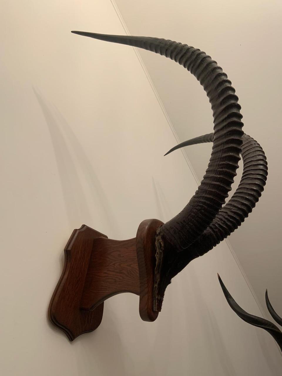 Te koop; hoorns schedel opgezette zwartepaard antilope mancave