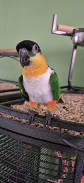 Zwartkop caique man 2021 met gendika en vaste voetring