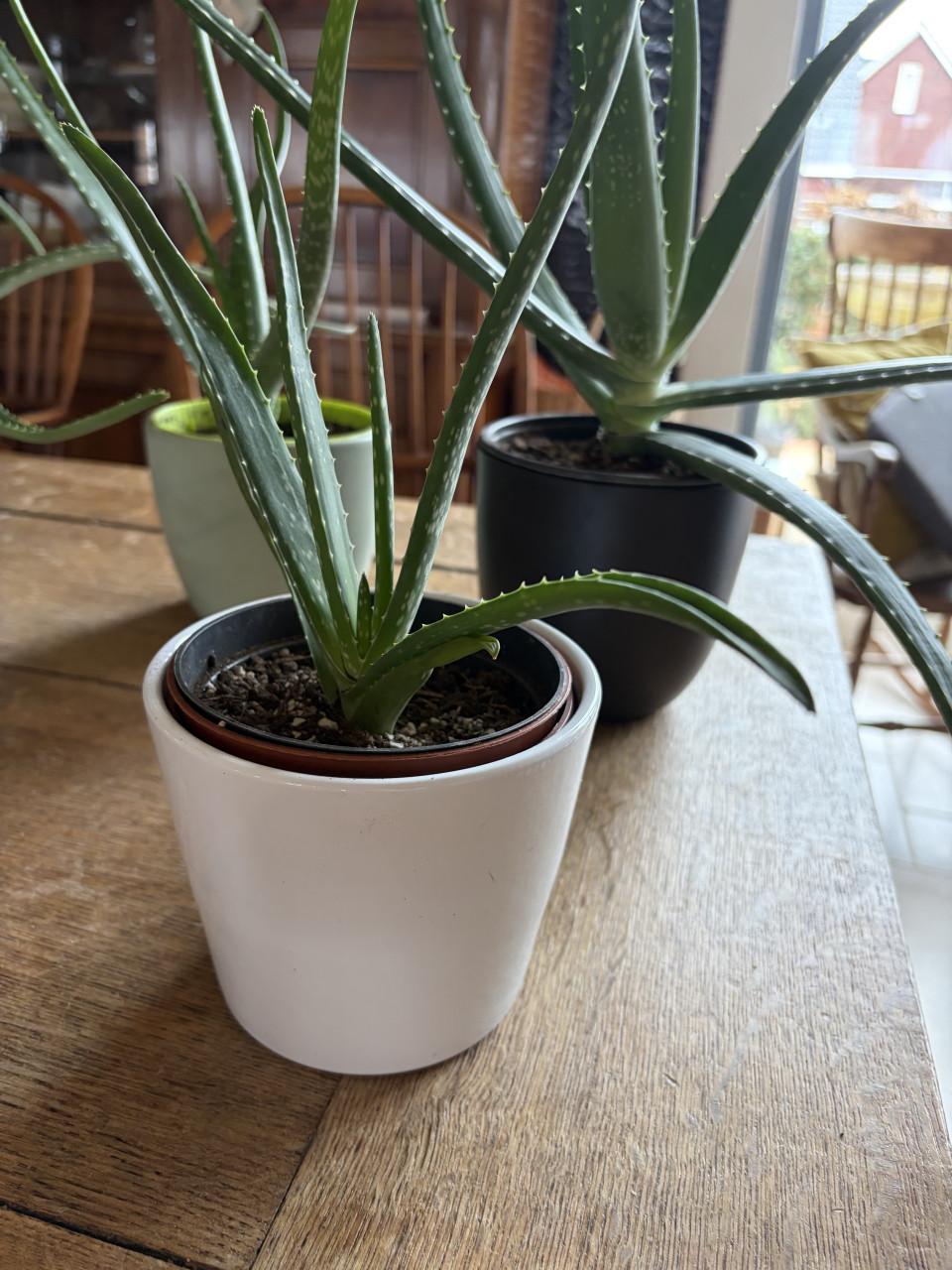 Aloe vera kamer plant