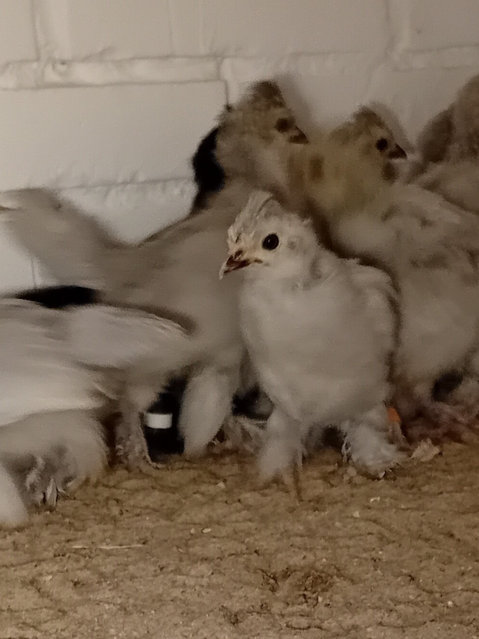 TE KOOP Altai Bantamca kriel hennetjes