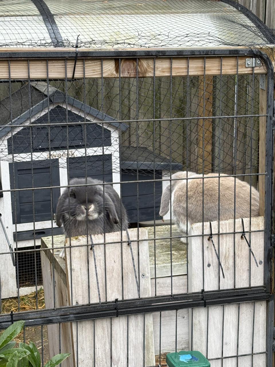 Lief geholpen koppeltje dwergkonijnen incl hok en toebehoren