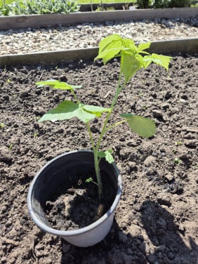 Gele frambozen plant