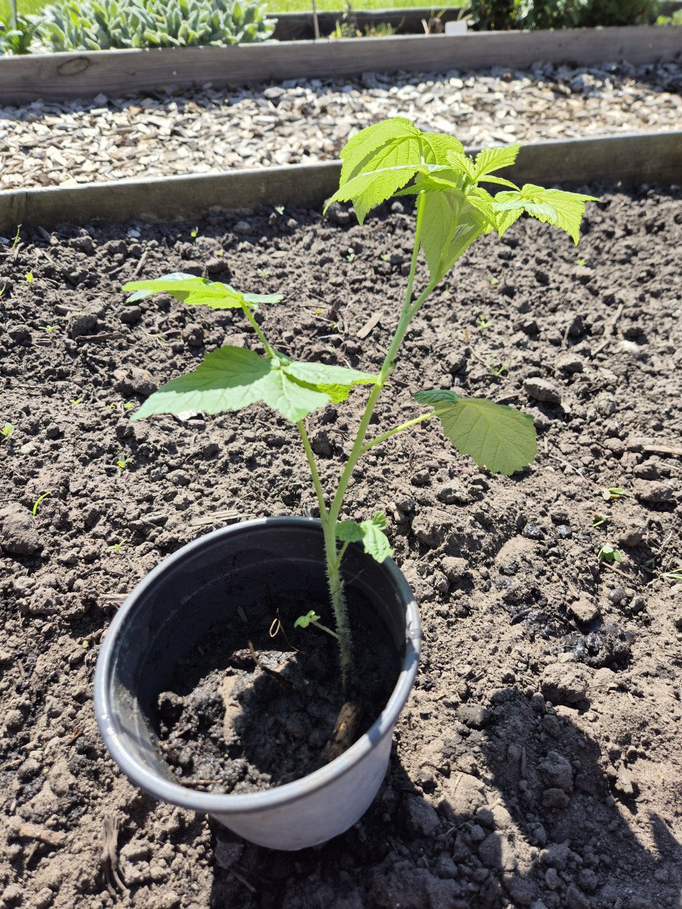 Gele frambozen plant