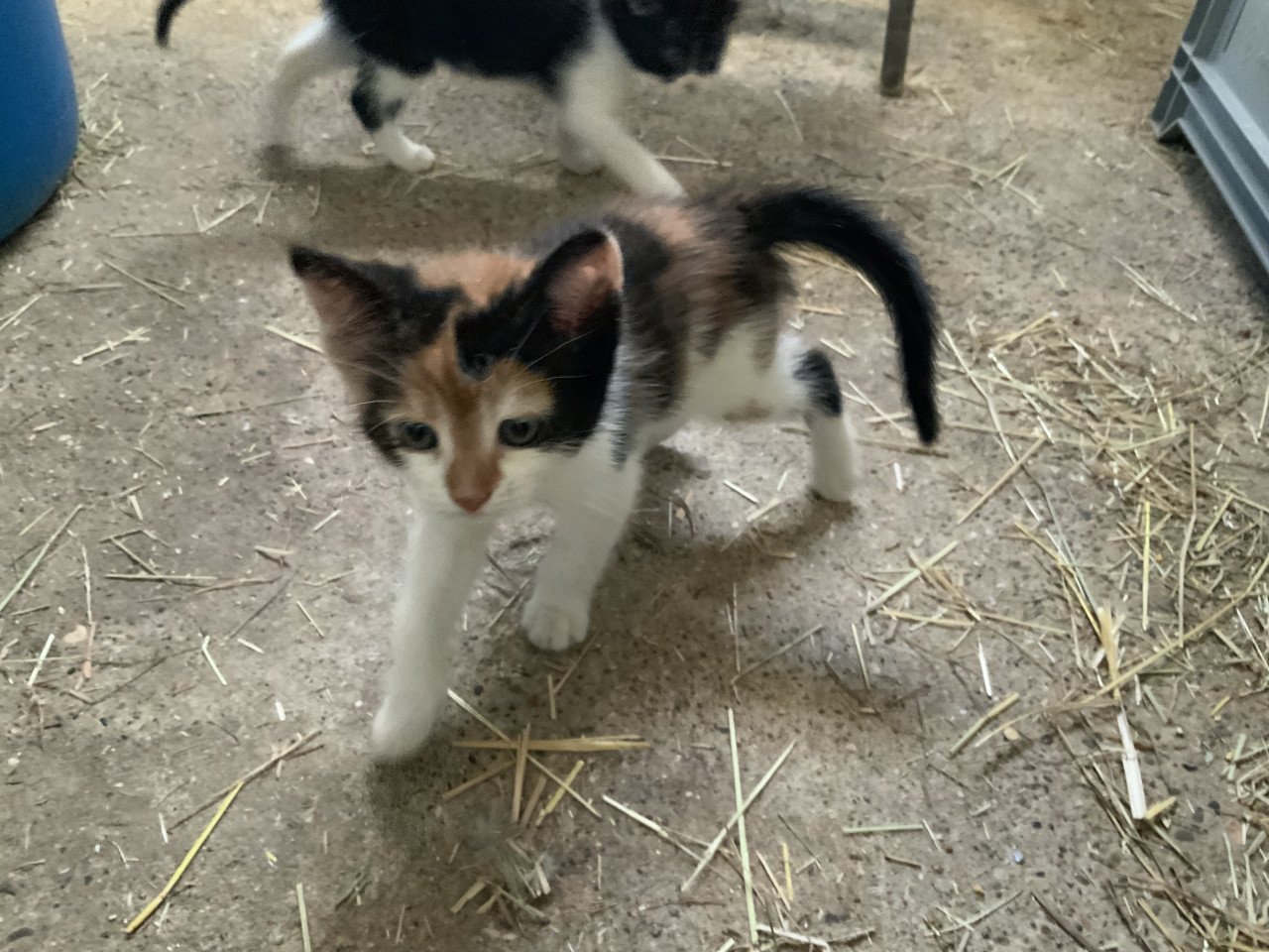 Kitten