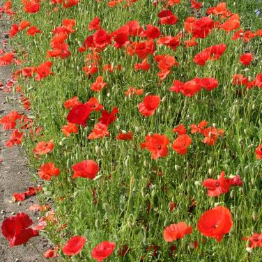 Zaden Klaproos - Papaver Rhoeas BIO
