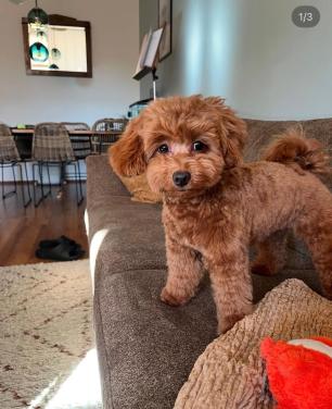 Oppasmaatje voor klein hondje