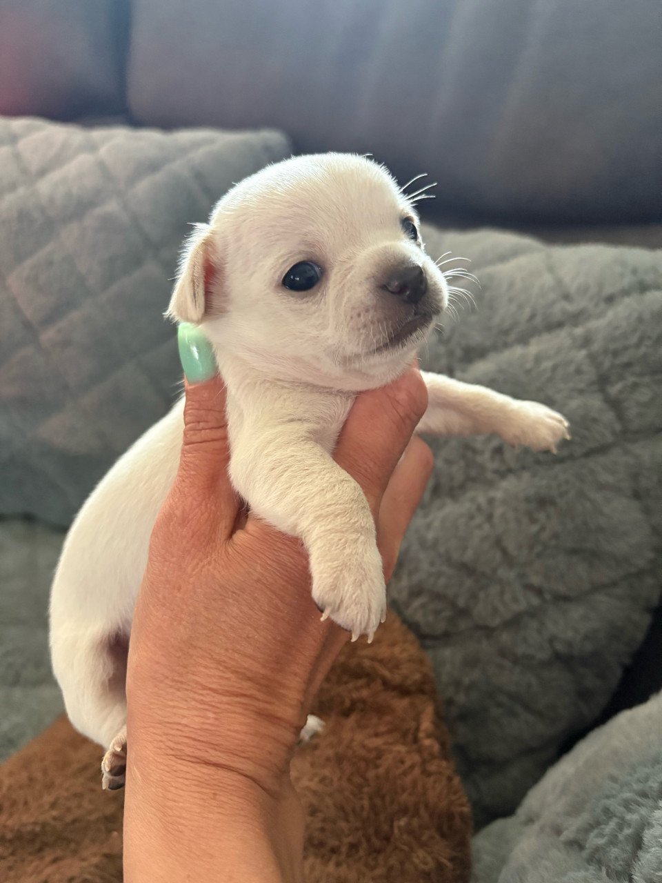 Chihuahua puppies