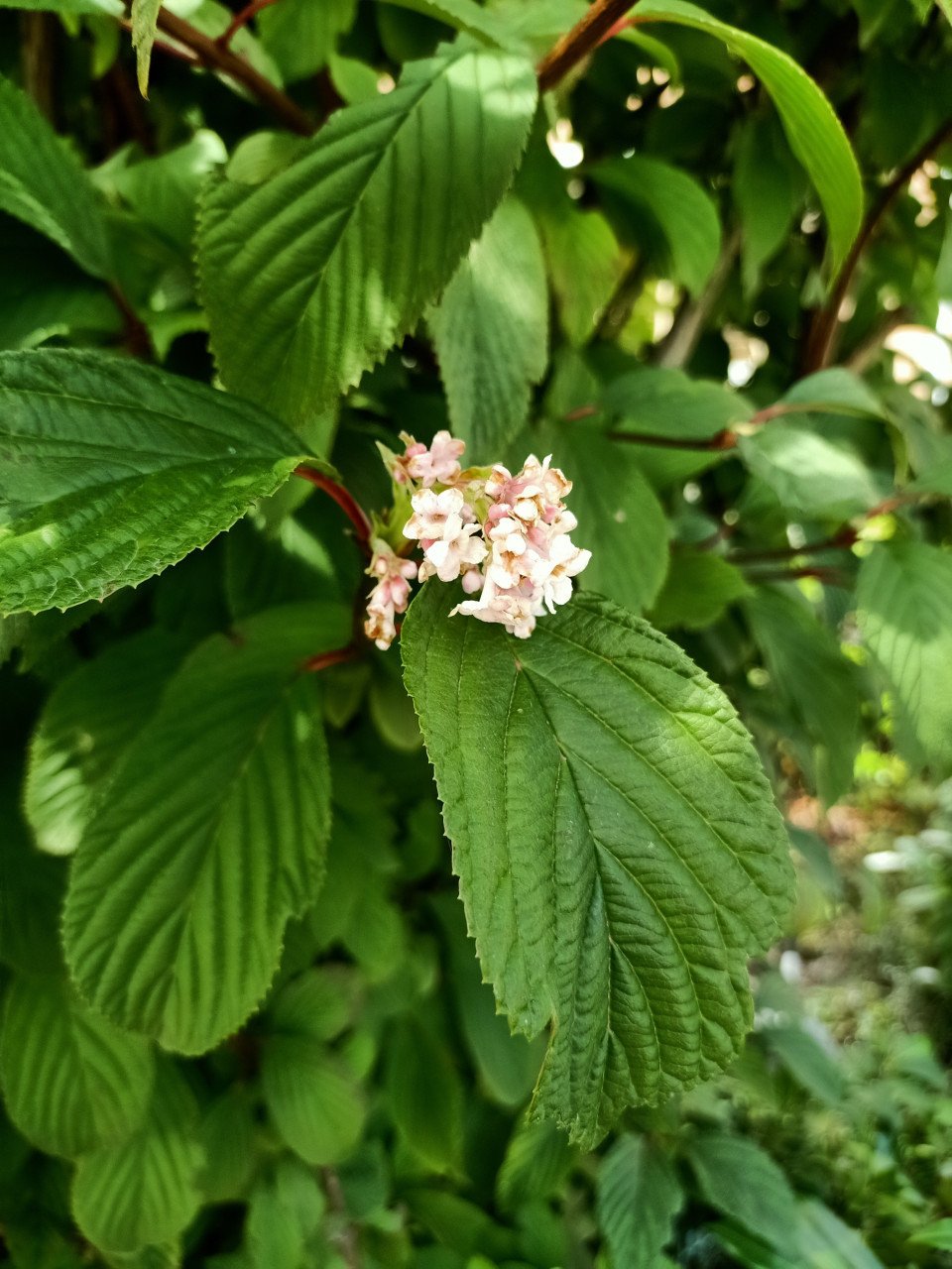 Viburnum ×bodnantense 'Dawn'