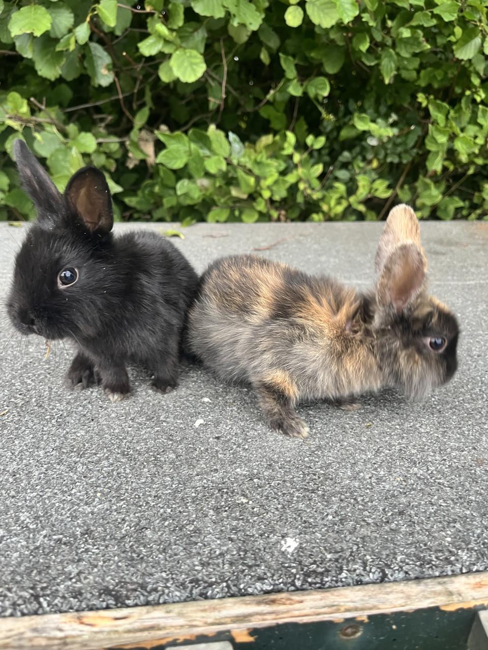 Baby konijntjes