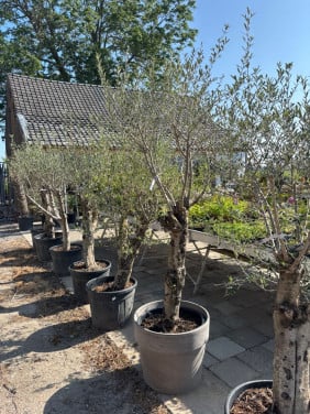 7 x Olijfbomen Stamomtrek 45 cm, hoogte +2M