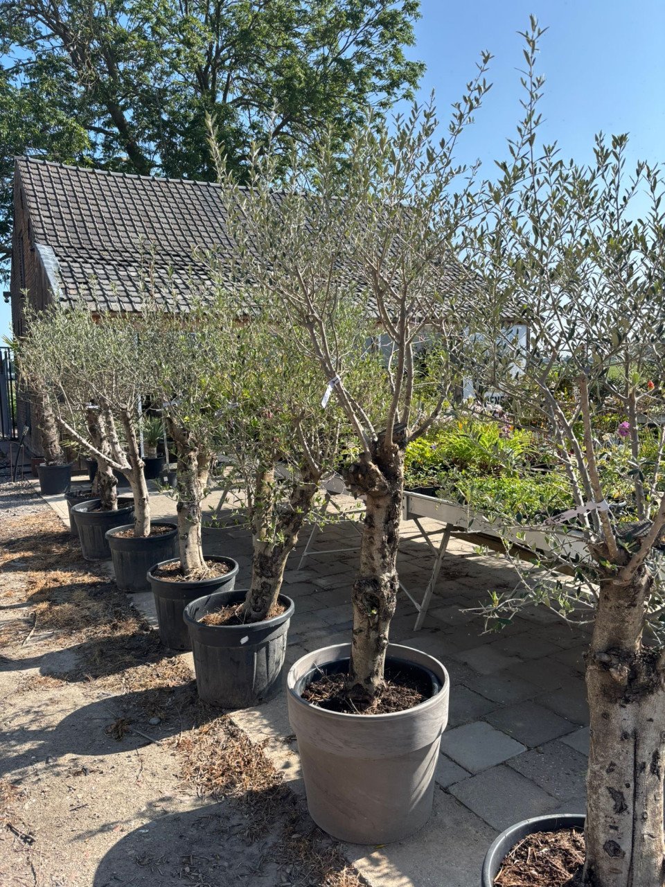 7 x Olijfbomen Stamomtrek 45 cm, hoogte +2M