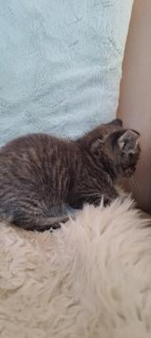 Kitten van de boerderij