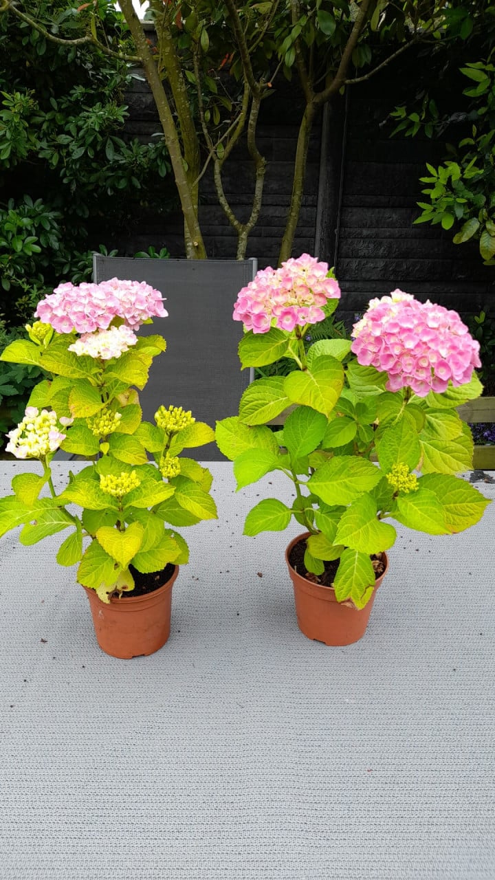 Hortensia in grote pot