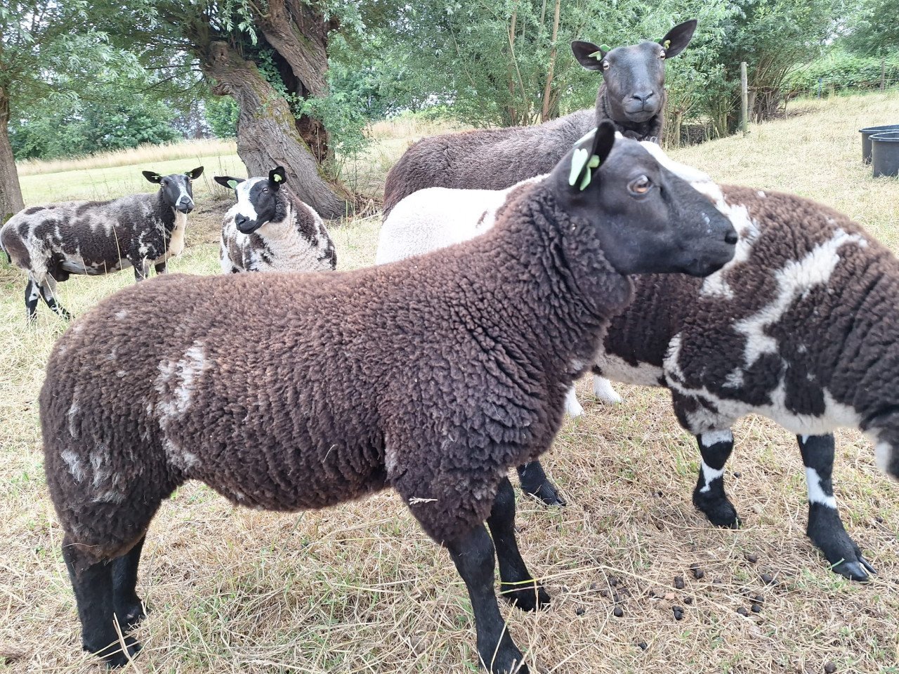 Bonte schapen en lammeren te koop